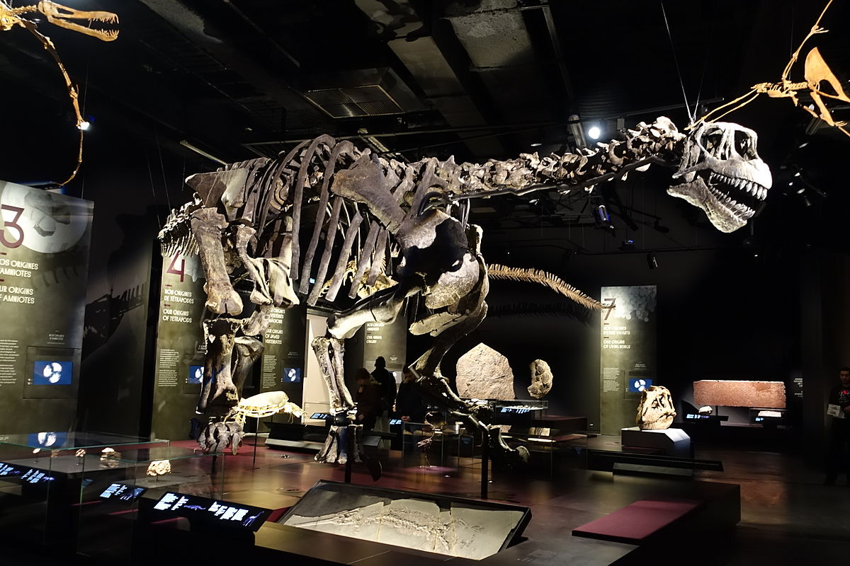 Carmasaurus