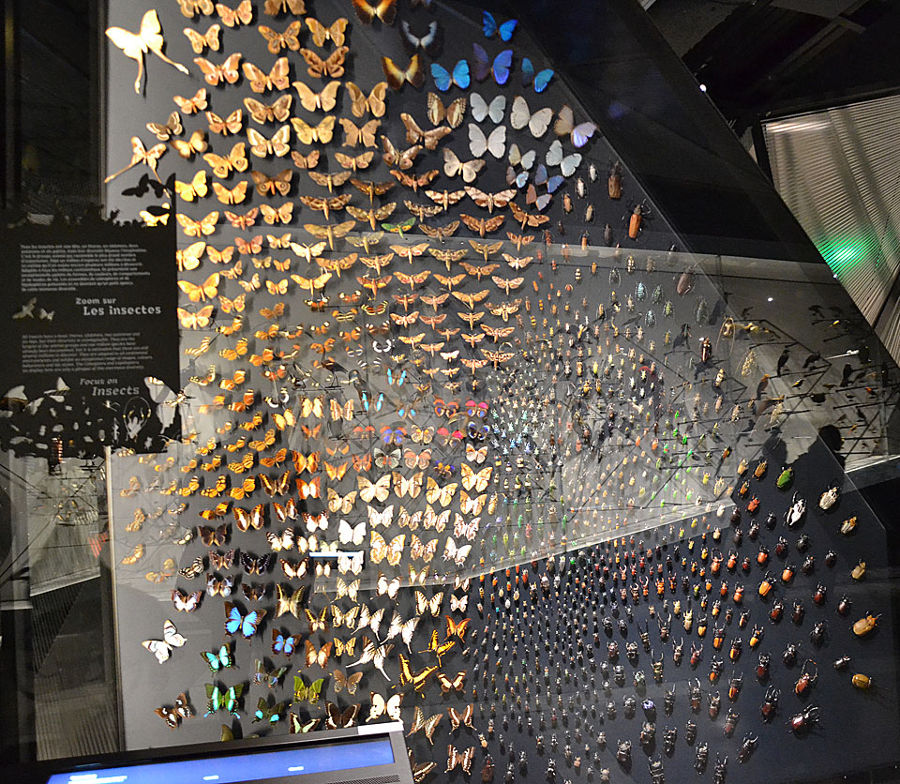 Mur de papillons et de scarabées