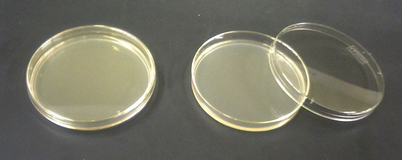 La ressemblance avec l'agar-agar est frappante.