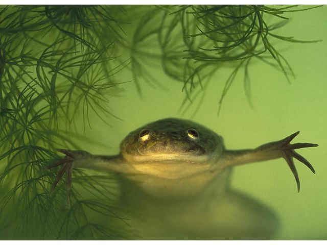 Xenopus laevis, allias Xenope ou clawed frog, la grenouille la plus sympa du monde
