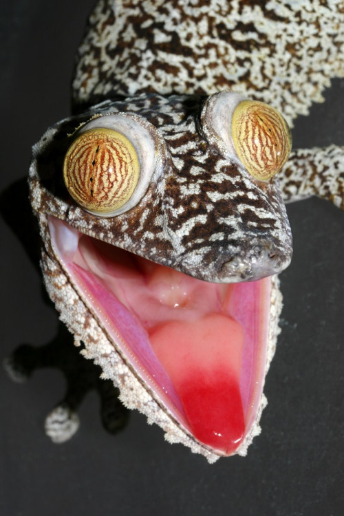 Uroplatus fimbriatus le gecko le plus psychédélique du monde
