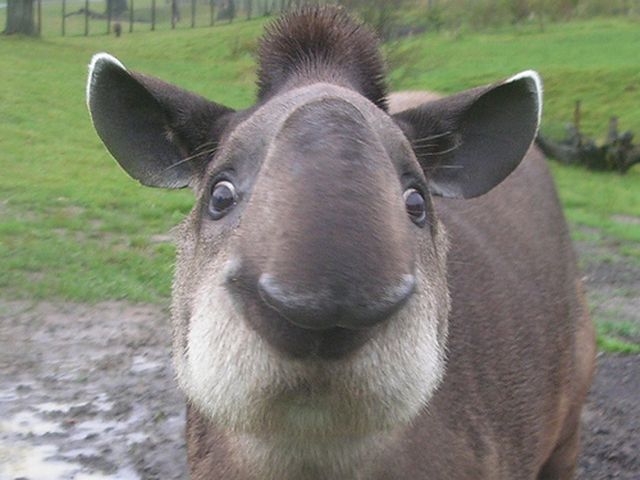 Tapir (je ne sais de quel espèce, mais pas à chabraque en tout cas) l'animal le plus méconnaissable quand on le voit en face du monde