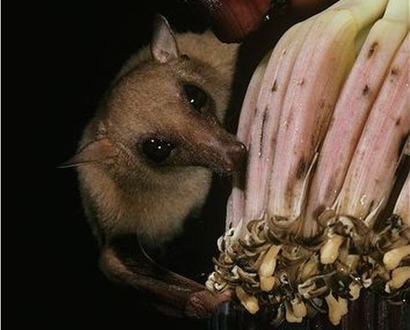 Syconycteris australis (Common blossom bat)