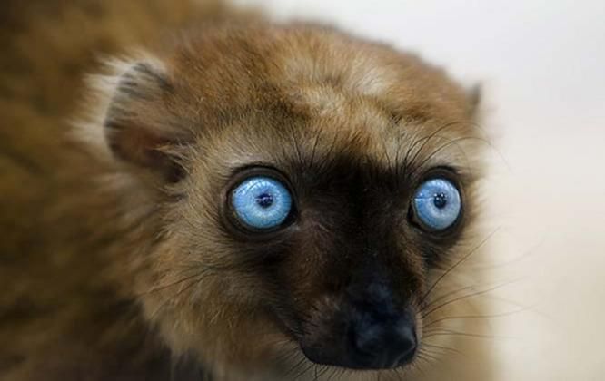 Lemur aux yeux turquoise (Eulemur flavifrons)