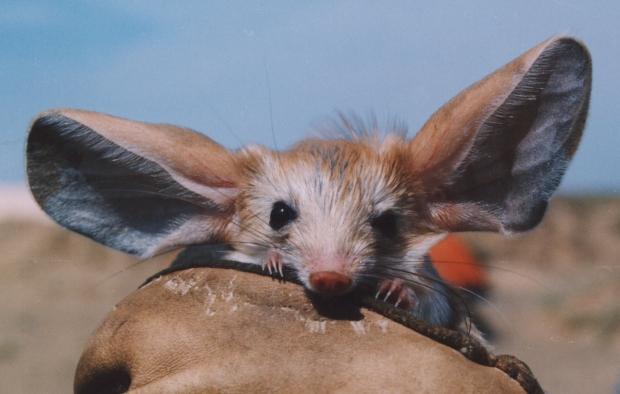 gerboise à longues oreilles (Euchoreutes naso)